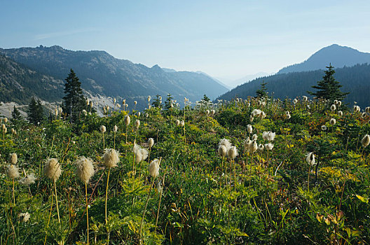 野花,草地,高处,靠近,雷尼尔山国家公园,山脉