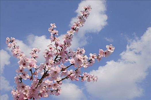 特写,杏花