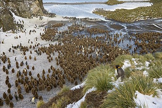 帝企鹅,幼禽,拥挤,砾石滩,靠近,河口,南极,湾,南乔治亚