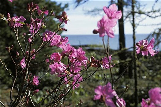 杜鹃花属植物,国家公园,岛屿,贝加尔湖,西伯利亚,俄罗斯