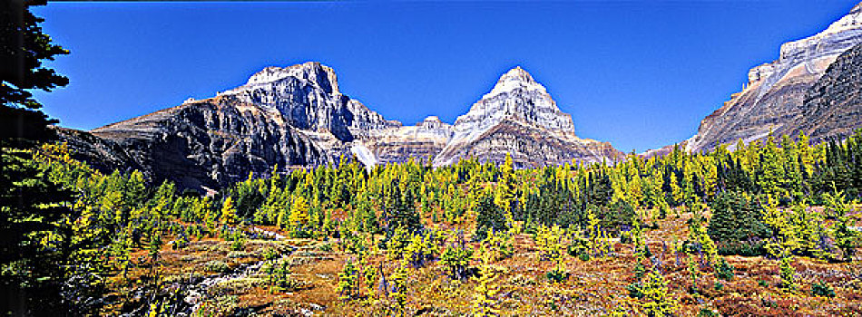 秋天,彩色,亚高山,顶峰,山,背景,班芙国家公园,加拿大