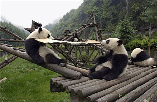 大熊猫,一对,幼兽,熊猫,玩,纸箱,中国,研究中心,卧龙自然保护区