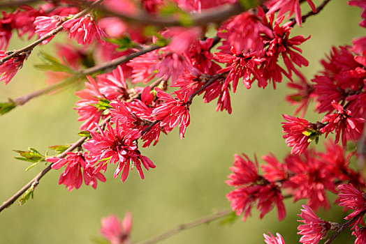 菊花桃