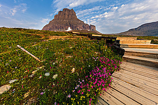 高山,野花,木板路,悬挂,花园,冰川国家公园,蒙大拿,美国,大幅,尺寸