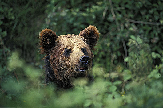 棕熊,头部,出现,灌木