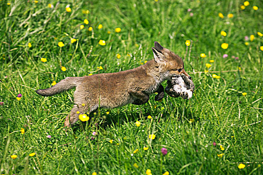 红狐,狐属,幼仔,小,欧洲兔,嘴,诺曼底