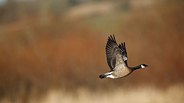 美国,俄勒冈,低湿地,国家野生动植物保护区,一对,黑额黑雁,加拿大雁,飞行