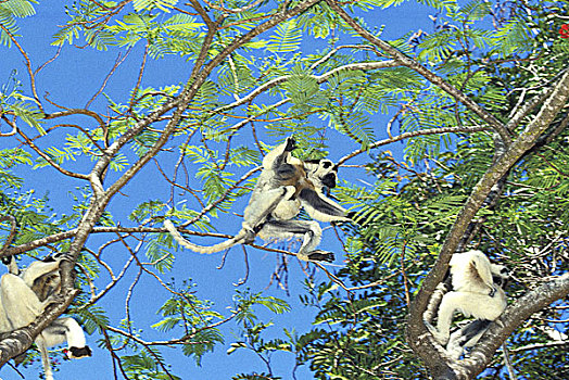 维氏冕狐猴,成年,跳跃,枝条,马达加斯加