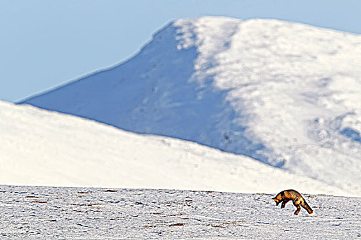 狐狸,狐属,跳跃,空气,猎捕,啮齿类动物,育空地区,加拿大