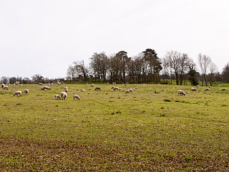 绵羊,放牧,地点,春天