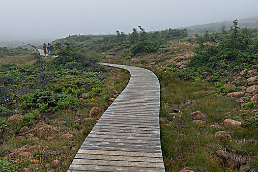 木板路,分开,格罗莫讷国家公园,纽芬兰,拉布拉多犬,加拿大