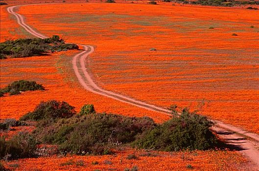 道路,野花,纳马夸兰,南非