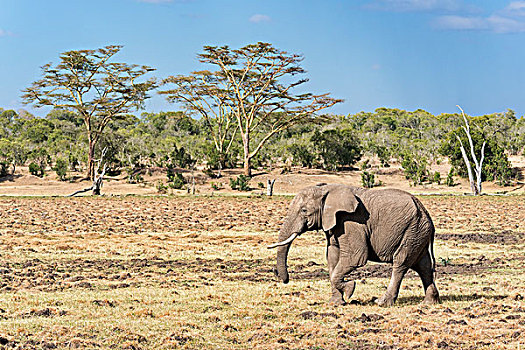 非洲,灌木,非洲象,正面,树,大草原,自然保护区,肯尼亚