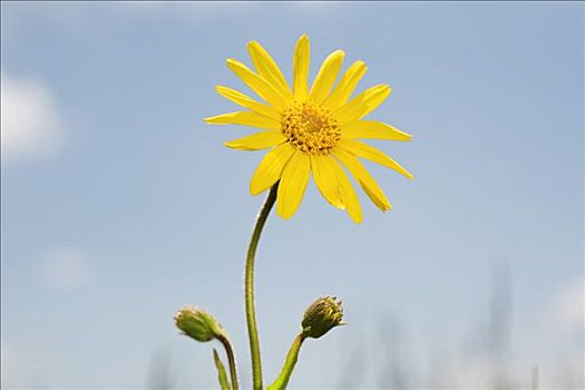 药用植物,山金车花,法国