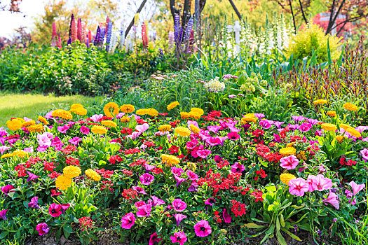 春天花园里盛开的五颜六色的鲜花