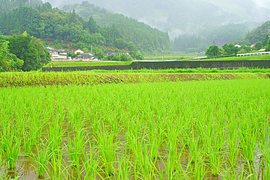 下雨,稻田