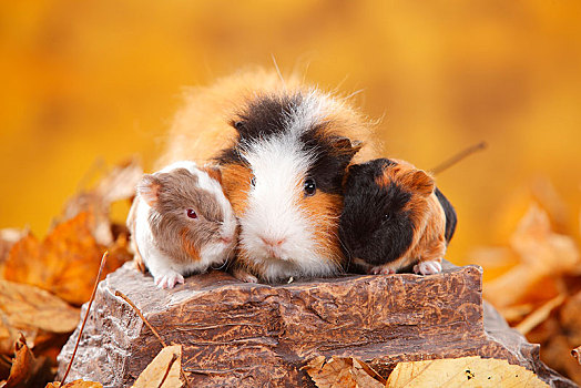 天竺鼠,女性,两个,小动物,瑞士,坐,石头,秋天