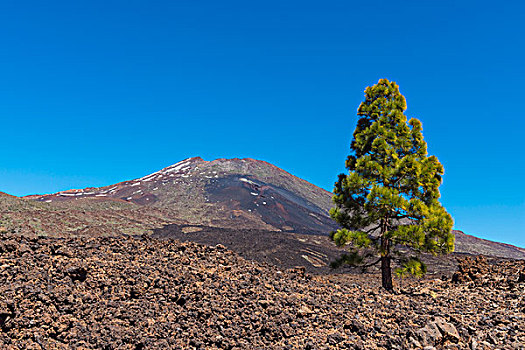 泰德峰,山,松树,公园,特内里费岛,加纳利群岛,西班牙