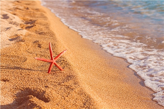 暑假,假日,旅行,海滩,海星