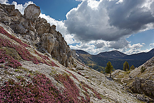 石头,仰视,山,生物保护区,卡林西亚,奥地利,欧洲
