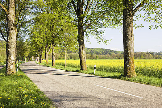 道路,排列,酸橙树,巴伐利亚,德国