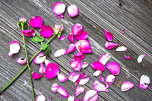 花瓣,粉红玫瑰,老,桌子