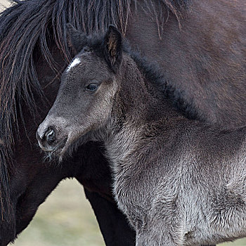 诞生,小马,马,冰岛