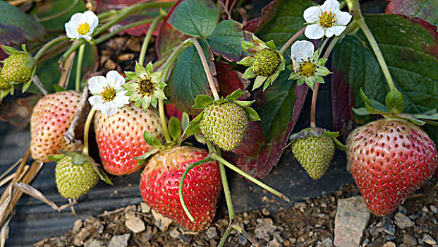 草莓,农作物