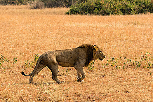 狮子,走,干草,国家公园,乌干达,非洲
