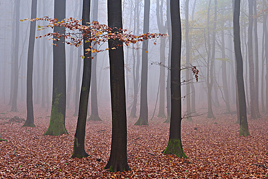 欧洲山毛榉,树,雾,树林,秋天,雅斯蒙德国家公园,梅克伦堡前波莫瑞州,德国,欧洲