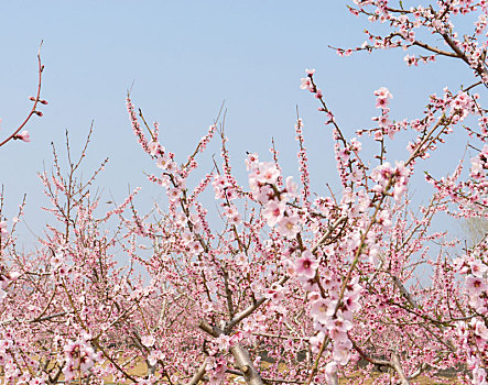 春天里桃花盛开的的桃花园