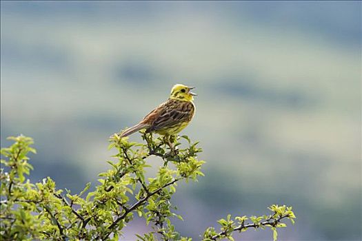 金翼啄木鸟,黄鹀,德国