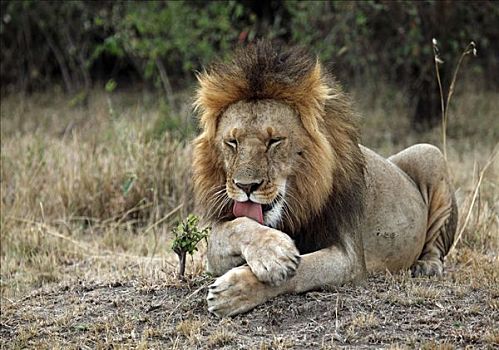 狮子,梳理,马赛马拉国家保护区,肯尼亚