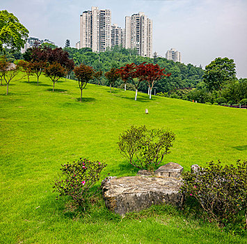 重庆市渝北区龙头寺公园园艺草坪