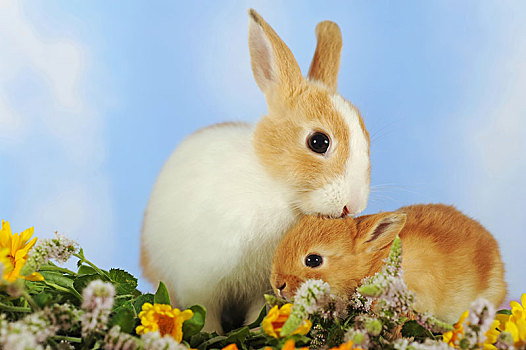 白色,斑点,褐色,矮小,兔子,坐,万寿菊,成年,小动物