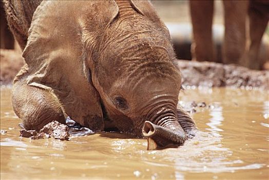 非洲象,孤儿,玩,浴室,东察沃国家公园,肯尼亚