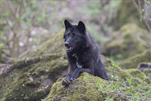 东方,狼,非洲野犬属,黑色