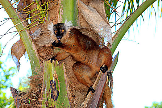 黑狐猴,雌性,成年,诺西空巴,马达加斯加,非洲