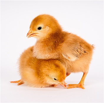 幼仔,幼禽,诞生,农场,鸡,站立,白色,罗德岛,红色