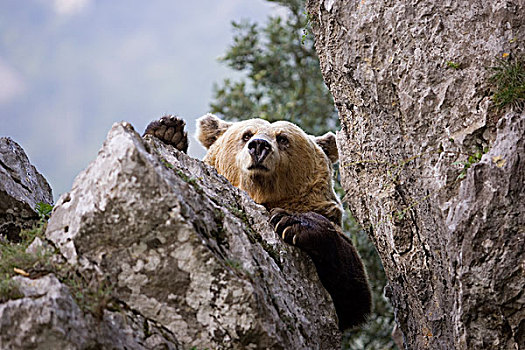 棕熊,偷窥,石头,缝隙,阿斯图里亚斯,西班牙