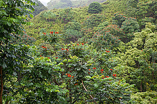 茂密,雨林,公路,毛伊岛,夏威夷