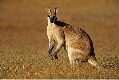 澳洲哺乳动物图片