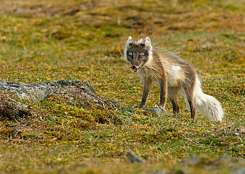 北极狐,狐属,斯瓦尔巴特群岛,挪威,北极,欧洲