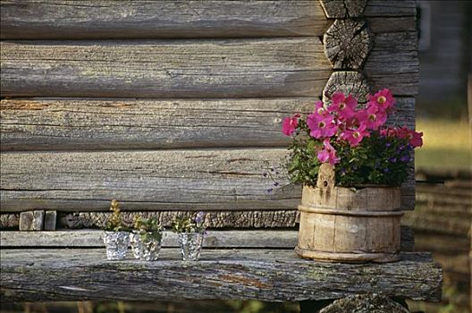 花,小屋,达拉那,瑞典