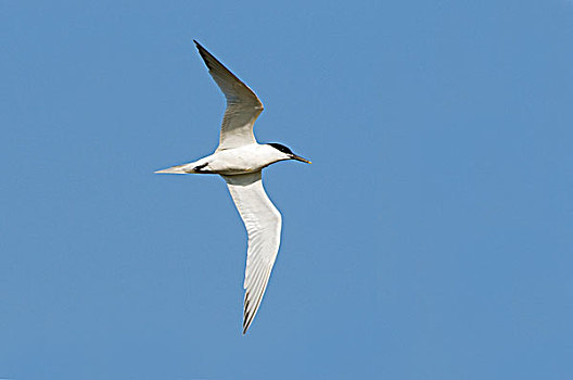白嘴端燕鸥,白嘴端燕,飞,特塞尔,荷兰北部,荷兰