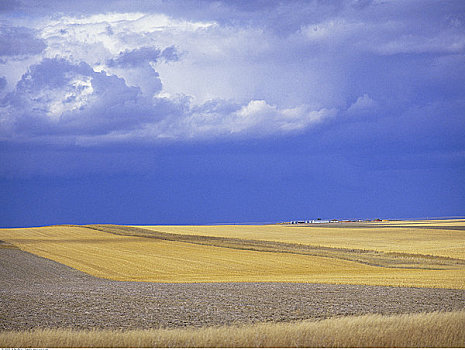 农田,景色,蒙大拿,美国