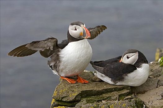 大西洋角嘴海雀,北极,冰岛,大西洋