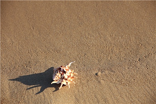 海螺壳,沙子,背景