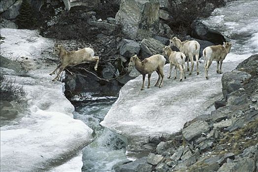 大角羊,牧群,河,落基山脉,北美