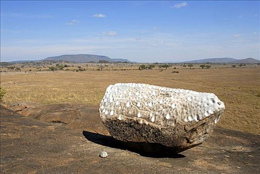 锣,石头,塞伦盖蒂国家公园,坦桑尼亚